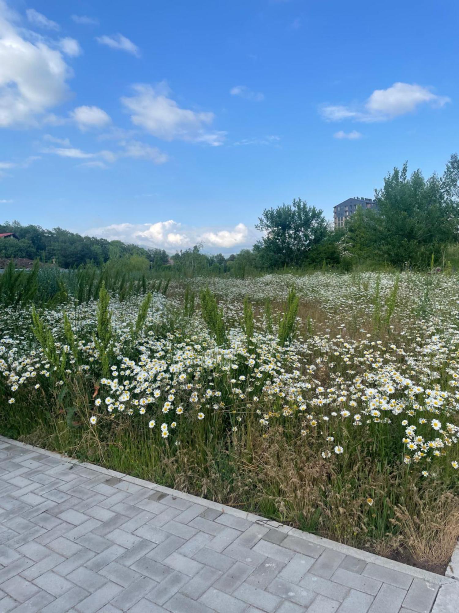 Tsaghkadzor Alvina Complex公寓 外观 照片